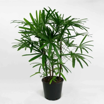 Cây trúc mây bầu đất